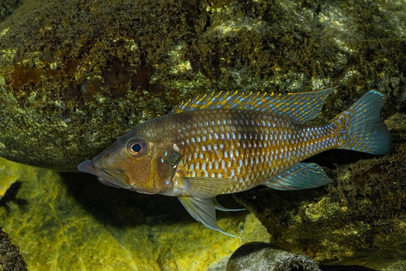 Gnathochromis permaxillaris 'Chituta Bay'